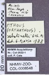 Etiketten zu Athous sabatinellii (NHMW-ZOO-COL-0008548)